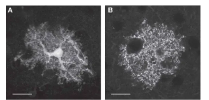 FIGURE 1 | Astrocytes are characterized by complex morphology. (A,B) Single-plane fluorescence images of an astrocyte expressing soluble GFP (A) or a membrane-bound YFP (B)