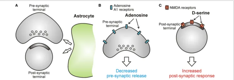 FIGURE 2 | Astrocytes release chemical transmitters to modulate information transfer at the synapse