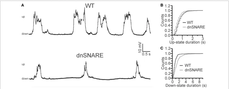 FIGURE 3 | Astrocytes modulate slow oscillations. (A) Representative patch-clamp recordings from WT (top) and dnSNARE (bottom) anesthetized animals in vivo, showing reduced slow oscillations in transgenic mice with