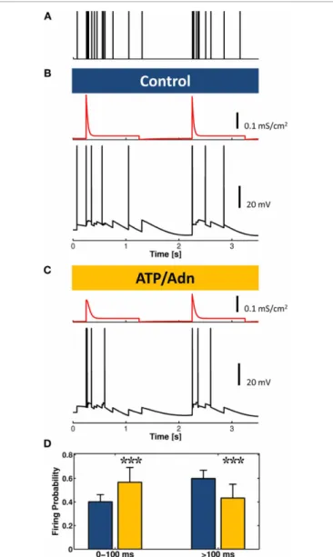 FIGURE 4 | Weakening of synaptic transmission by astrocyte-derived ATP and adenosine could promote bursting at the onset of the UP state