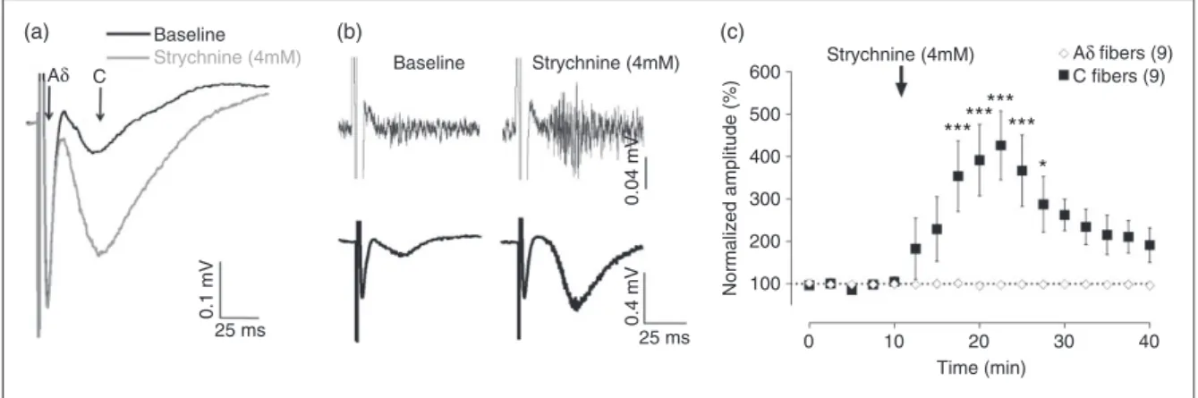Figure 3. Microinjection of strychnine into the Sp5C selectively potentiates meningeal C-fibre-evoked field potentials: (a) Super- Super-imposed field potentials evoked in superficial Sp5C by electrical stimulation of the dura mater before (baseline) and 1