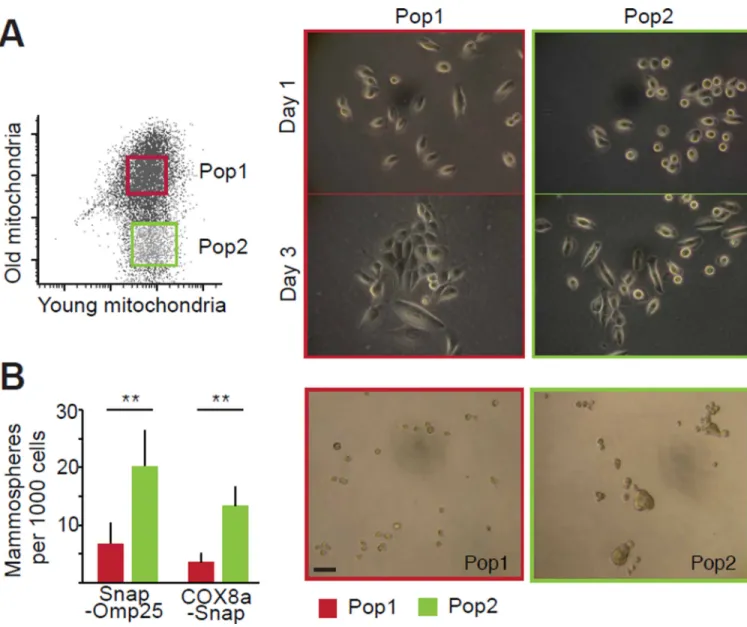 Fig. 3. Stemness properties of daughter cells receiving younger mitochondria