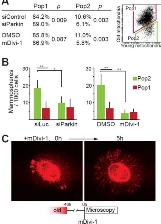 Fig. 4. Effects of mitochondrial quality control on asymmetric apportioning of old mitochondria  during cell division