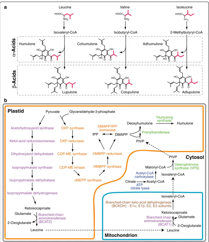 Figure 1 Biosynthesis of hop bitter acids from branched-chain amino acid (BCAA) precursors