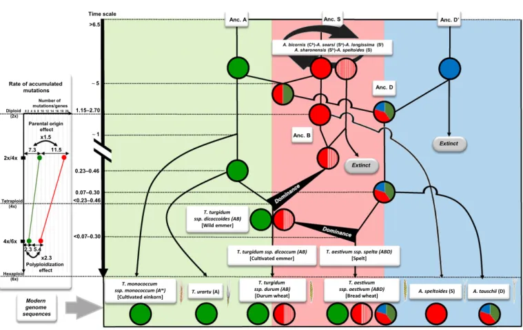 Fig. 3 Wheat evolutionary model. Illustration of paleohistory of hexaploid bread wheat from ancestor genome A (Anc