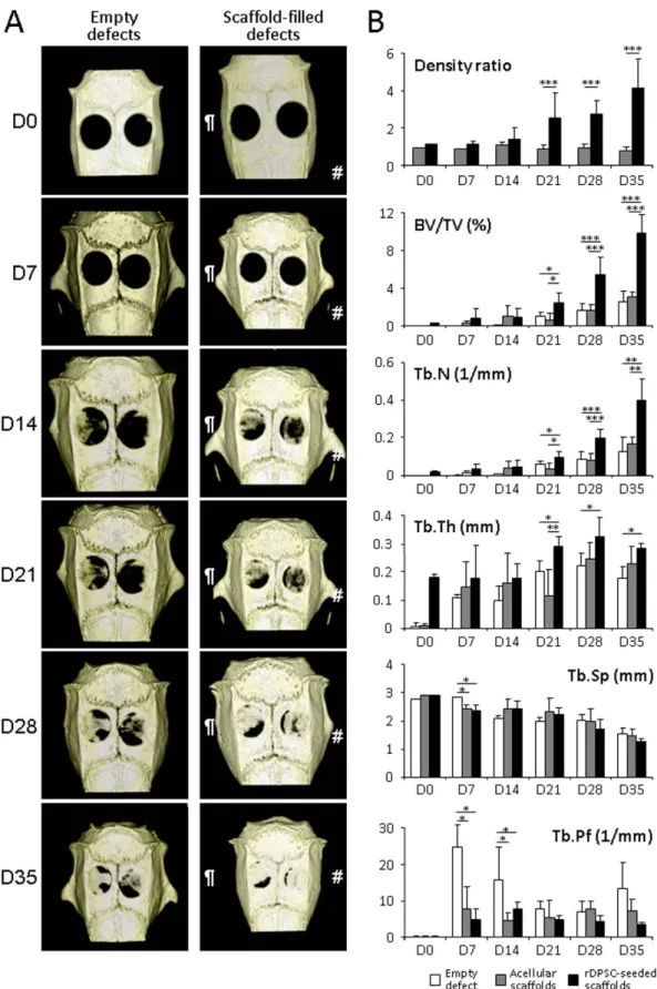 Figure 2.  Micro-CT analysis (A) Rat skull 3D rendering at D0 to D35. Calvarial defects that were left empty did  not heal spontaneously for the duration of the study