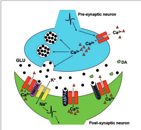 Fig. 11: Glutamate (GLU) and domoic  acid (DA) induced interaction with  neuronal signaling