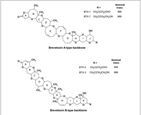 Fig. 6: Chemical structures  of some brevetoxins  representing the two  backbone types  