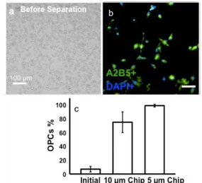Fig. 1. (a) Image  of initial cell mixture (b) OPCs  population after separation using  5  μm   pore size  (c) % of OPCs in the initial cell mixture and after  separation using chips  with 10  μm  and  5  μm  membrane pore sizes