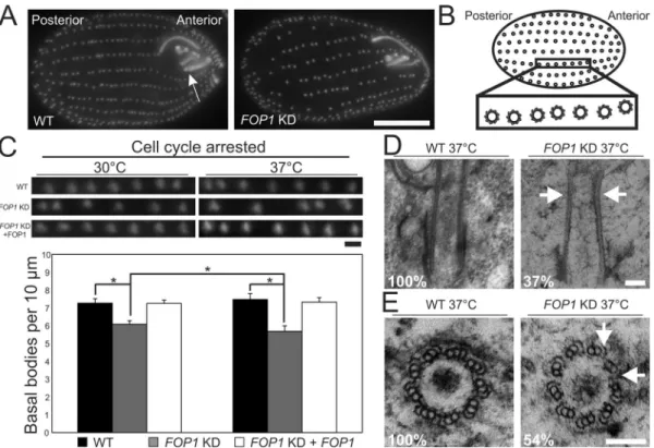 Figure 1.  Fop1 is a BB stability protein. (A) Whole-cell BB immunofluorescence (α-centrin)
