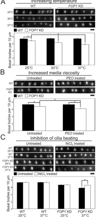 Figure 2.  Fop1 stabilizes BBs to resist ciliary beating. (A) BB loss in FOP1  KD cells is elevated at increasing temperatures