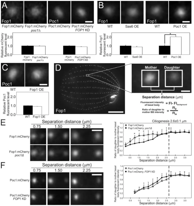 Figure 4.  Poc1 promotes normal Fop1 protein incorporation into BBs. (A) Poc1 and Fop1 are not required for each other’s localization to BBs