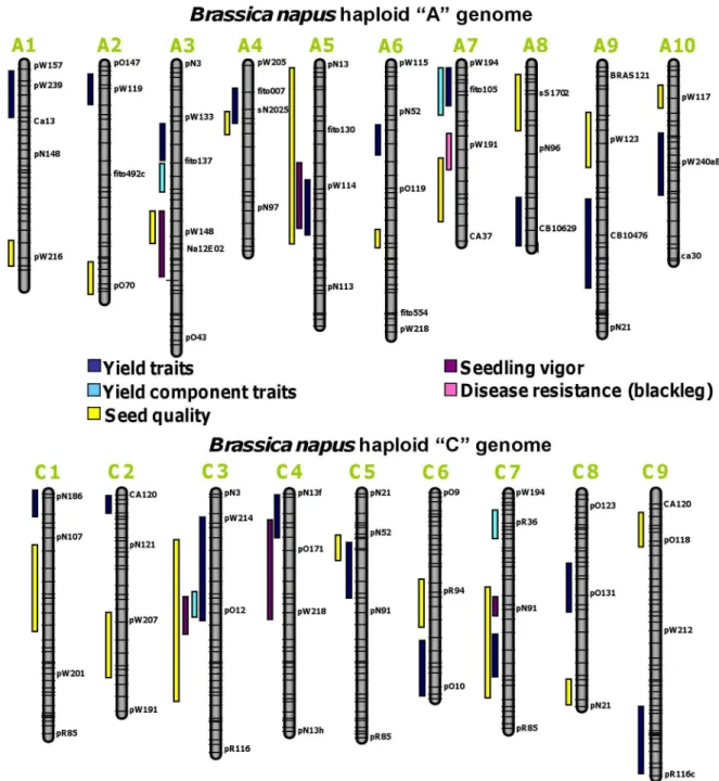 Figure 1.  Selected genomic regions underlying traits of agronomical and nutritional interest in  B