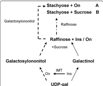 Figure 9 Hypothetical model for the possible involvement of ononitol in the accumulation of stachyose and sucrose in IMT transgenic canola
