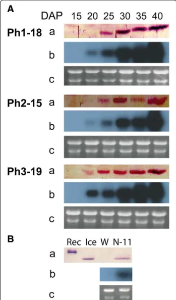 Figure 4 Gene expression analysis of napin-IMT and phaseolin- phaseolin-IMT transgenic lines