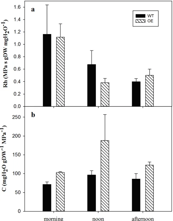 Figure S3: a) hydraulic resistance (Rh), and b) capacitance (C) in WT leaves (black columns) and 716 