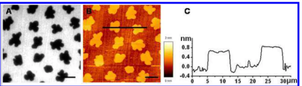 Figure 2. Correlated ﬂ uorescence and AFM images of bilayer samples constructed by a LB layer of DOPC/DPPC (1:1) plus a LS layer of DOPC.