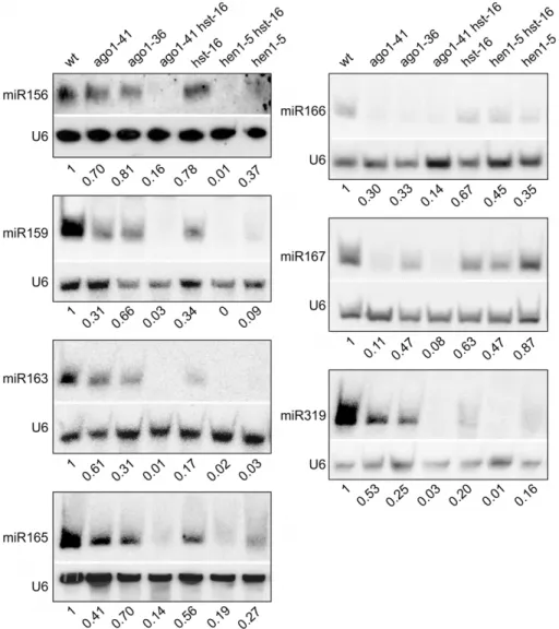 Figure 4. Reduced Accumulation of miRNAs in Various miRNA Biogenesis Mutant Backgrounds as Determined by Northern Blotting