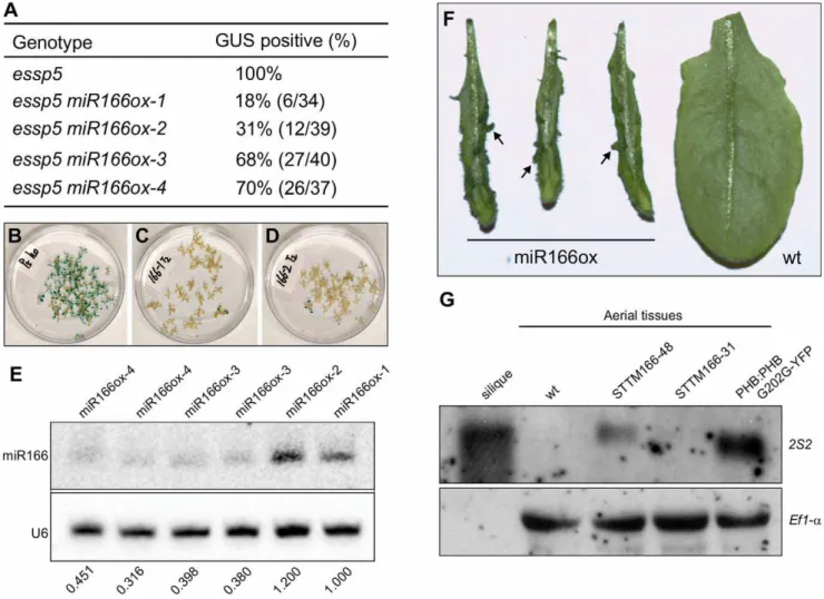 Figure 5. Over-Expression of miRNA166 Rescues the essp5 GUS Phenotype, and Loss of miR166 Causes Ectopic Expression of Seed Maturation Genes