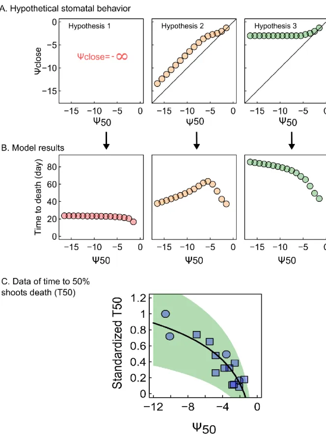 Figure  2:  Model  simulations  of  the  survival  time  for  the  range  of  embolism  resistance,  under  three 150 