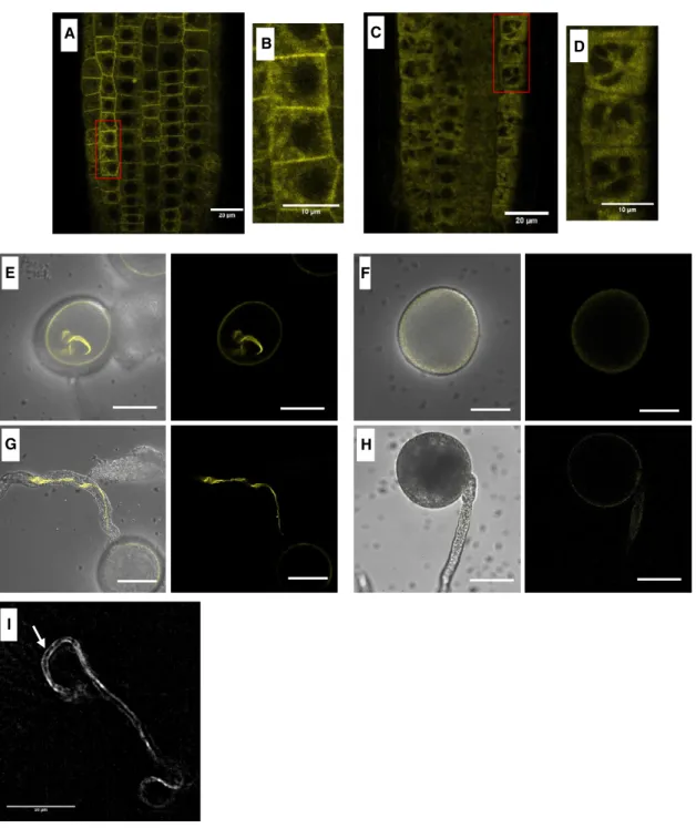 Figure 3. Subcellular localization of wild-type and truncated NLD protein.