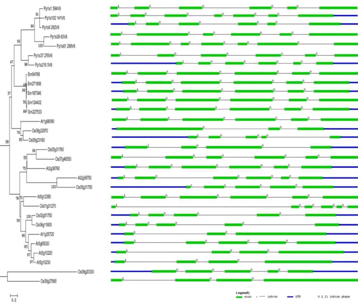 Figure 5. Gene structures of annexins from four representative genomes (moss, spike moss, Arabidopsis and rice) in plant lineage.