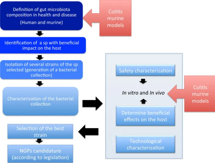 Figure 4. Role of colitis murine models in the success of the generation of NGPs. The employ of these models is mandatory to fulfill the correct characterization of a probiotic strain.