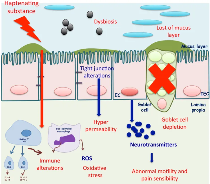 Figure 1. Effect of a haptenating substance at the colon. After intrarectal injection, the compound arrives into the colon dissolved in ethanol