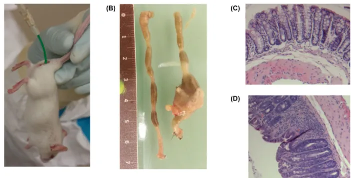 Figure 2. DNBS administration and consecuences. Panel A corresponds to DNBS intra-rectal injection