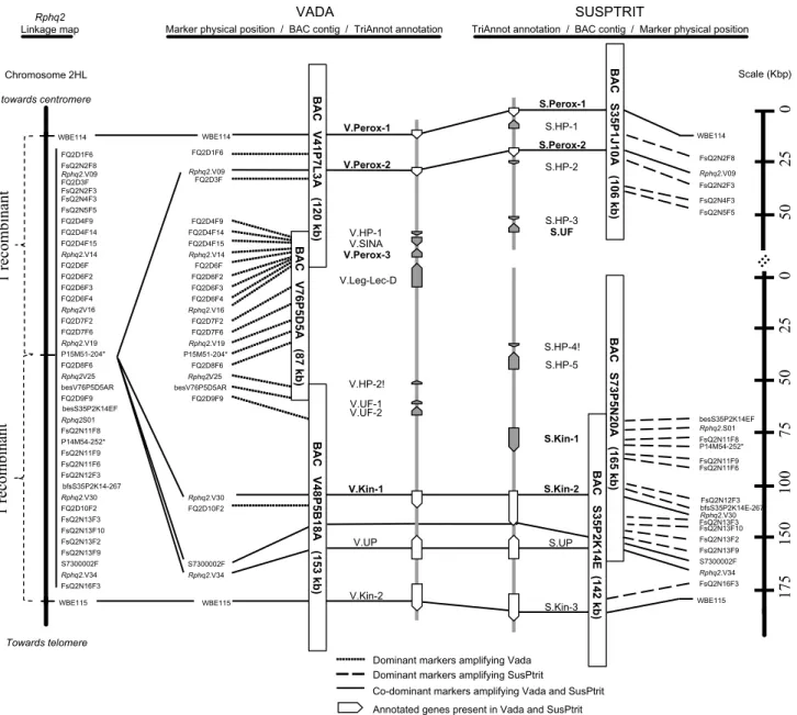 Fig. 1    Representation of the 0.1 cM marker interval between  WBE114 and WBE115 containing Rphq2: including the linkage map,  the BAC contig of Vada and SusPtrit, and the genes annotated with  the TriAnnot pipeline