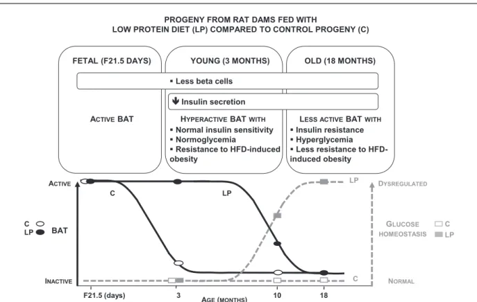 Figure 7 — Schematic view of age-dependent control of energy homeostasis by BAT in progeny of rat dams fed an LP diet.