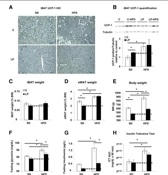 Figure 4 — Ten-month-old LP progeny with waning iBAT is less protected against HFD-induced obesity