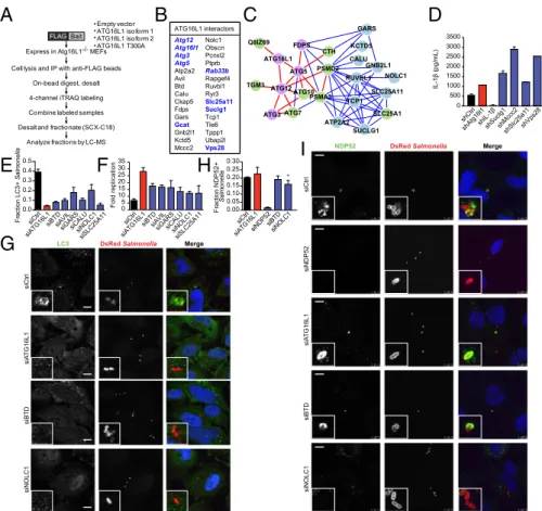 Fig. 4. Quantitative proteomics identifies ATG16L1-dependent proteins involved in IL-1 β secretion and antibacterial autophagy