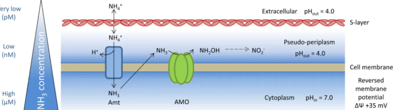 FIG 6 Conceptual model of ammonia acquisition and oxidation mechanisms in “Ca. Nitrosotalea devanaterra.” The model is based on references70 and 81 and work in this study.