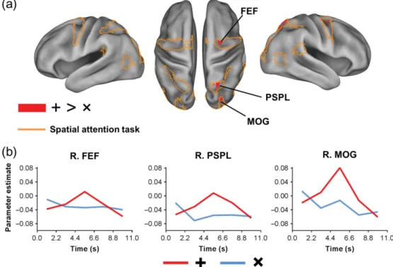 Figure 2. Neural activity associated with the perception of a “+” sign in the brain network for spatial attention