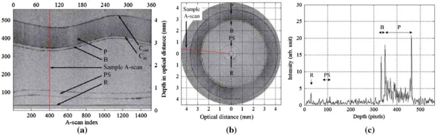 Fig. 3 Sample IVOCT image in (a) polar and (b) Cartesian coordinates, and (c) a sample A-scan from experiment 1 (B: balloon, C in : inner phantom contour, C out : outer phantom contour, P: phantom, PS: polymer sheath, and R: reference).