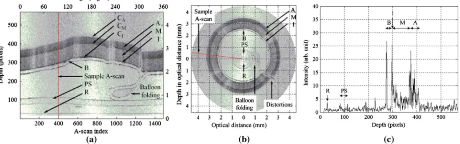 Fig. 4 Sample IVOCT image in (a) polar and (b) Cartesian coordinates, and (c) a sample A-scan from experiment 2 (B: balloon, A : adventitia, I : intima, M : media, C A : adventitia contour, C I : intima contour, C M : media contour, PS: polymer sheath, and