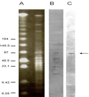 Figure S1 Dendrogram of the MLVA types of C.