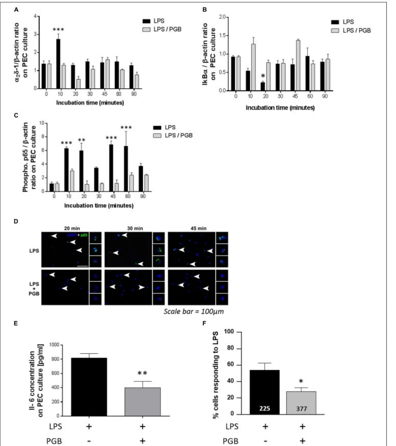 FIGURE 4 | Effect of PGB (11.3 µ M) on α 2 δ -1 subunit (A) I κ B α (B), and phospho-p65 (C) expression in resident peritoneal exudate cells (PECs) stimulated with LPS (100 ng ml −1 )