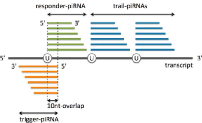 Figure 1. Phased PIWI-interacting RNAs (piRNA) biogenesis in Drosophila melanogaster: Trigger-piRNAs anneal complementary transcripts inducing slicing of the latter to responder-piRNAs that have 10-nt 5 0 -overlap with trigger-piRNAs