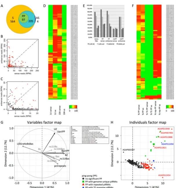 Figure 2. Protein-coding mRNAs matching &gt;3 Reads Per Million (RPM) piRNAs. (A) Area-proportional Euler Diagram: mRNAs matching sense piRNAs (S), antisense piRNAs (AS) and piRNAs with significant 10-nt 5 0 -overlap ping-pong signature (PP); 564 mRNAs mat