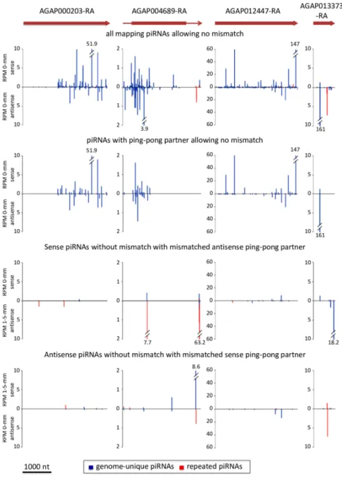 Figure 3. piRNAs mapping transcripts with &gt;95% genome-unique mappers and with significant 10-nt 5 0 -overlap ping-pong signature: Barplots of piRNA 5 0 -positions for four protein-coding transcripts: