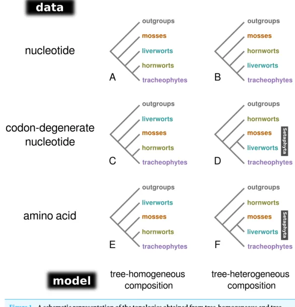 Figure 1 A schematic representation of the topologies obtained from tree-homogeneous and tree- tree-heterogeneous analyses of nucleotide, codon-degenerate nucleotide, and amino acid translation data.