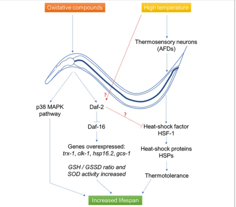 FIGURE 2 | Effects of probiotics L. gasseri SBT2055 (86), L. rhamnosus CNCM I-3690 (11), B