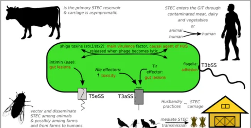 Figure 1. An overview of STEC virulence factors, transmission agents and threat to humans