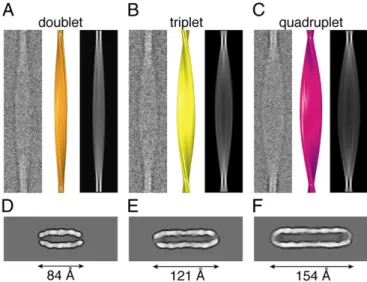 Fig. 3. Representative cryo-EM images of averaged ﬁ brils (class averages), surface representations of reconstructions, 2D projections, and contoured density cross-sections of the three types of ﬁ bril formed by TTR(105 – 115)