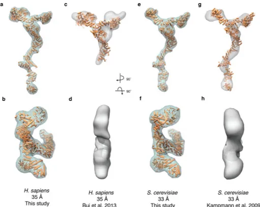 Figure 4. Comparison of the X-ray based, composite Y-complex structure with published 3-D  EM reconstruction structures