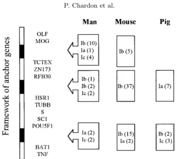 Figure 4. Location of class I-related sequences in human, mouse and pig MHC: Ia classical class, Ib non classical, Ic MIC sequence, in parenthesis: number of sequences.