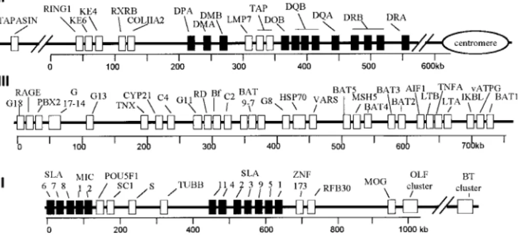 Figure 1. Physical map of the SLA complex. Black boxes: loci containing MHC- MHC-related sequences