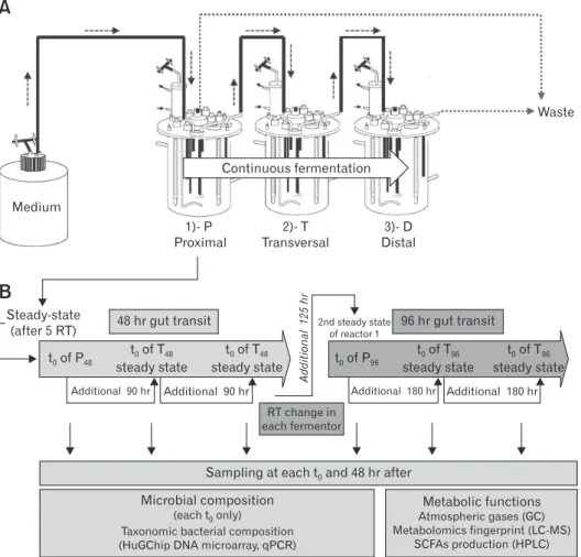 Figure 1.  The 3-stage Environmental Control System for Intestinal Microbiota (3S-ECSIM) and overall design of the experiment